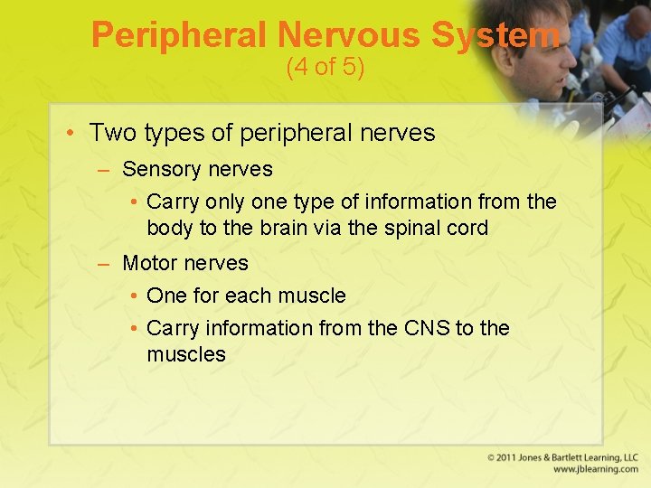 Peripheral Nervous System (4 of 5) • Two types of peripheral nerves – Sensory
