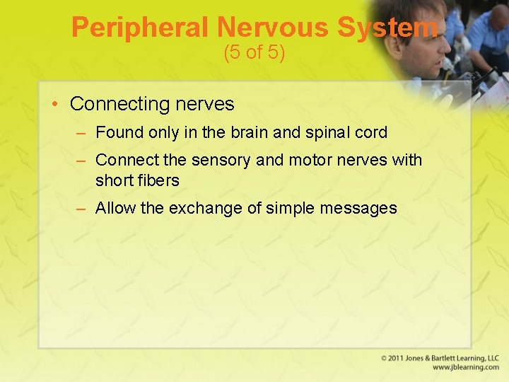 Peripheral Nervous System (5 of 5) • Connecting nerves – Found only in the