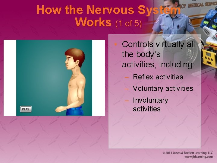 How the Nervous System Works (1 of 5) • Controls virtually all the body’s