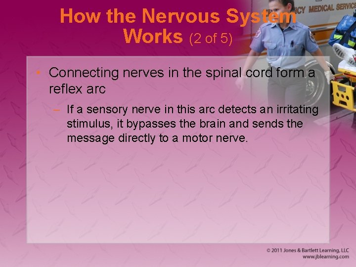 How the Nervous System Works (2 of 5) • Connecting nerves in the spinal