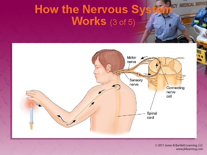 How the Nervous System Works (3 of 5) 