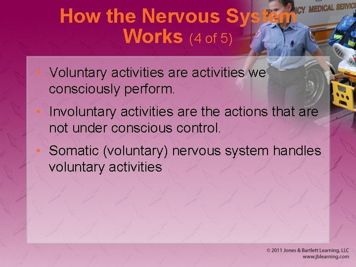 How the Nervous System Works (4 of 5) • Voluntary activities are activities we