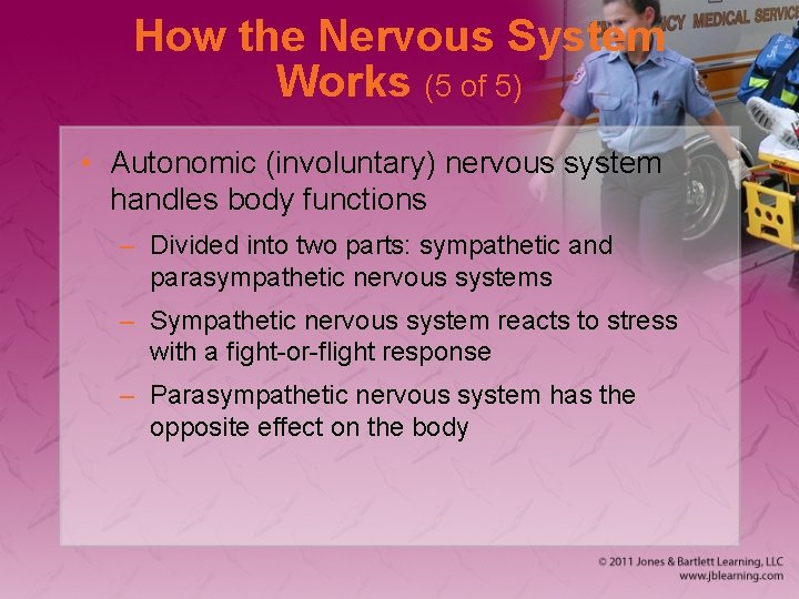 How the Nervous System Works (5 of 5) • Autonomic (involuntary) nervous system handles