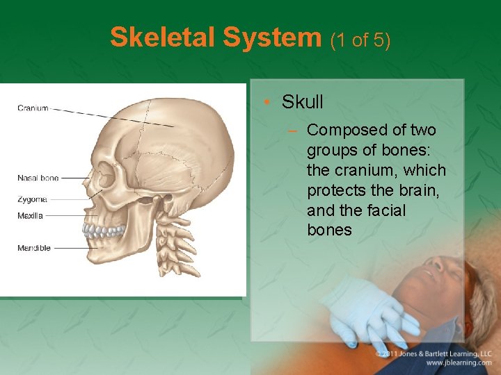 Skeletal System (1 of 5) • Skull – Composed of two groups of bones: