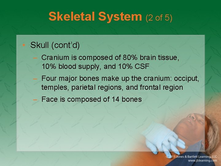 Skeletal System (2 of 5) • Skull (cont’d) – Cranium is composed of 80%