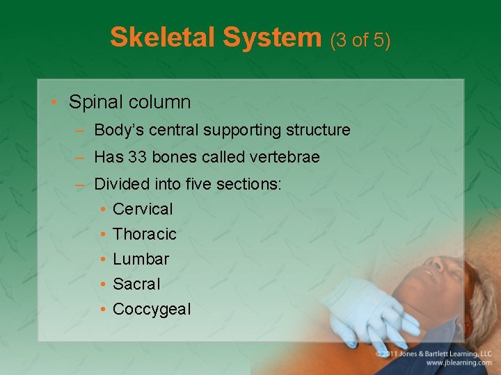 Skeletal System (3 of 5) • Spinal column – Body’s central supporting structure –