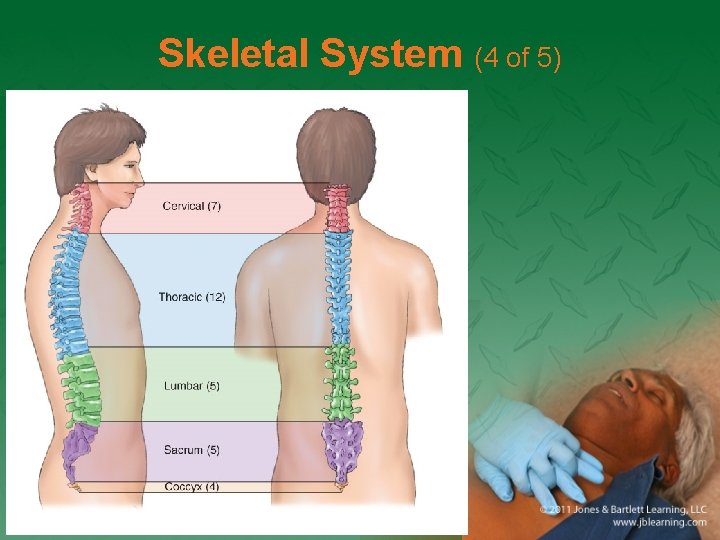 Skeletal System (4 of 5) 