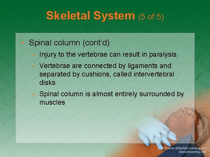 Skeletal System (5 of 5) • Spinal column (cont’d) – Injury to the vertebrae
