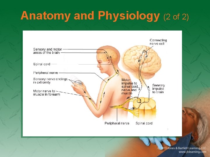 Anatomy and Physiology (2 of 2) 