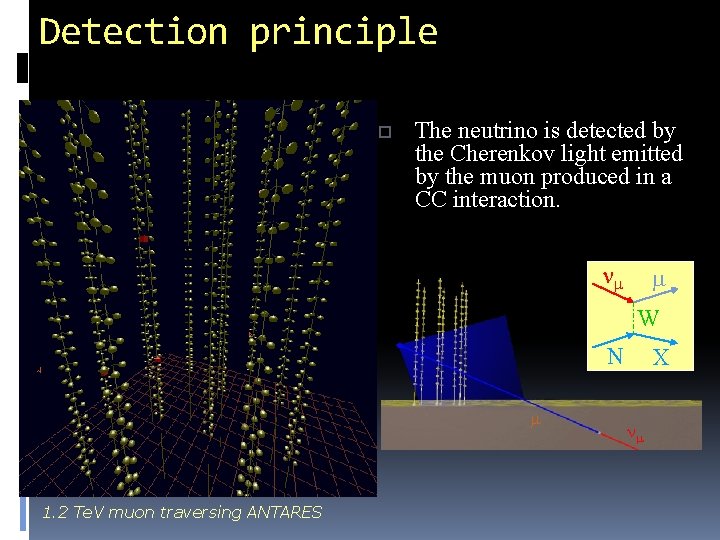 Detection principle o The neutrino is detected by the Cherenkov light emitted by the