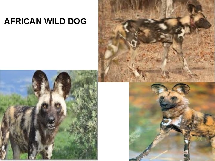 AFRICAN WILD DOG 