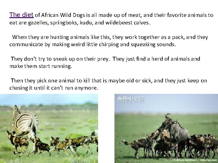 The diet of African Wild Dogs is all made up of meat, and their