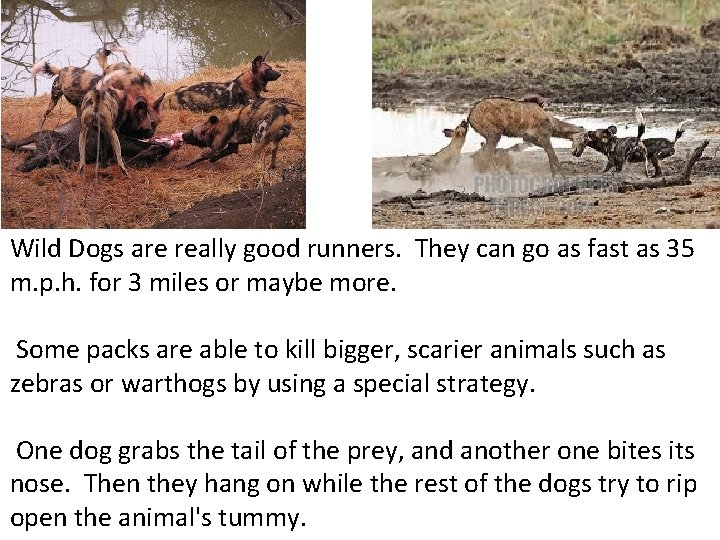 Wild Dogs are really good runners. They can go as fast as 35 m.