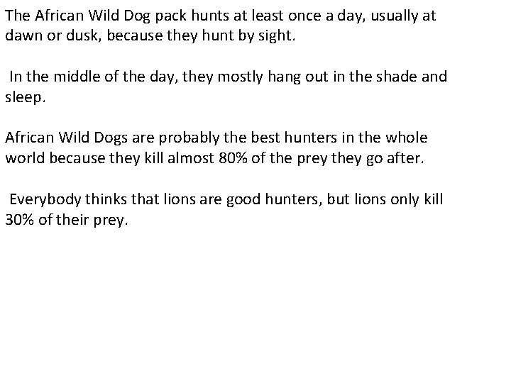 The African Wild Dog pack hunts at least once a day, usually at dawn