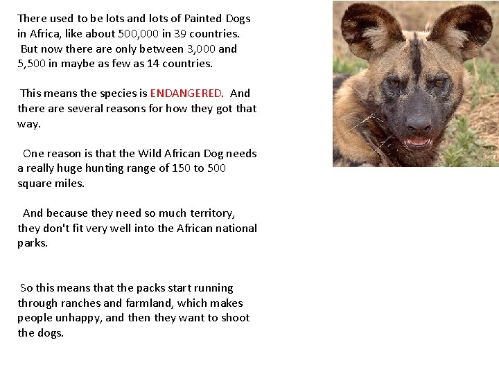 There used to be lots and lots of Painted Dogs in Africa, like about