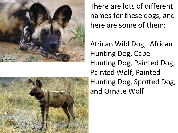 There are lots of different names for these dogs, and here are some of