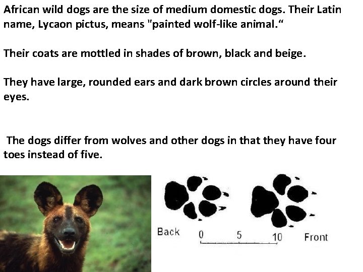 African wild dogs are the size of medium domestic dogs. Their Latin name, Lycaon