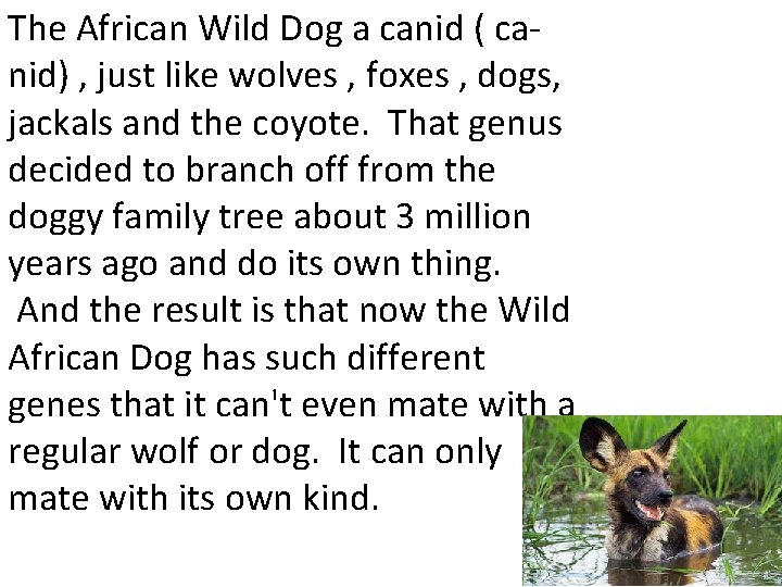 The African Wild Dog a canid ( canid) , just like wolves , foxes