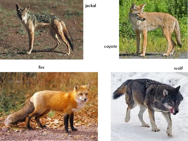 jackal coyote fox wolf 