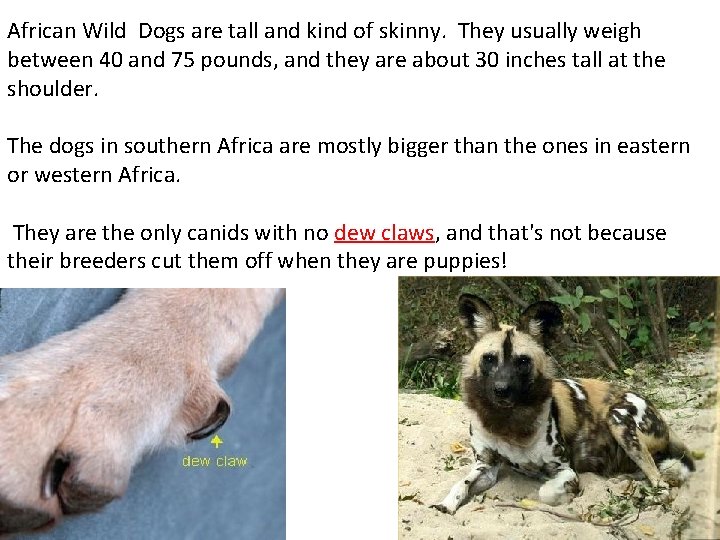 African Wild Dogs are tall and kind of skinny. They usually weigh between 40