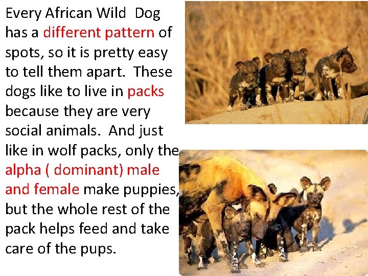 Every African Wild Dog has a different pattern of spots, so it is pretty