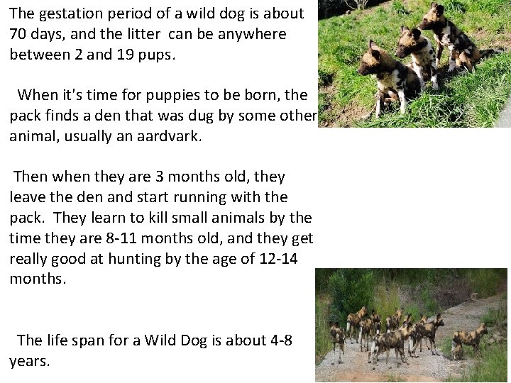 The gestation period of a wild dog is about 70 days, and the litter