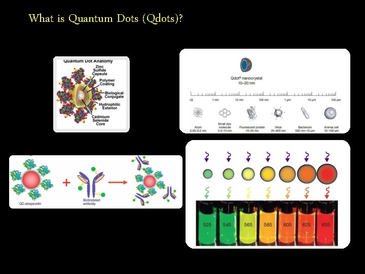 What is Quantum Dots (Qdots)? 