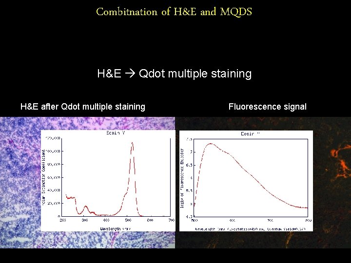 Combitnation of H&E and MQDS H&E Qdot multiple staining H&E after Qdot multiple staining