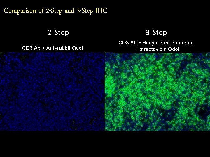 Comparison of 2 -Step and 3 -Step IHC 2 -Step CD 3 Ab +