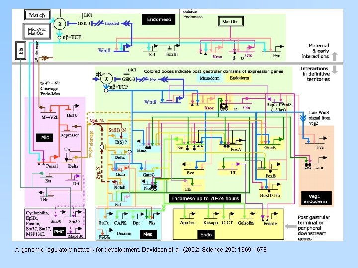 A genomic regulatory network for development. Davidson et al. (2002) Science 295: 1669 -1678