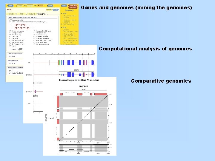 Genes and genomes (mining the genomes) Computational analysis of genomes Comparative genomics 