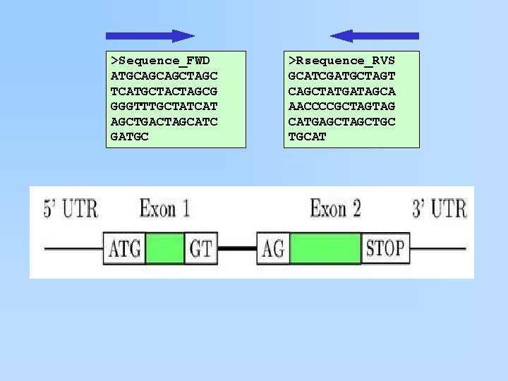 >Sequence_FWD ATGCAGCAGCTAGC TCATGCTACTAGCG GGGTTTGCTATCAT AGCTGACTAGCATC GATGC >Rsequence_RVS GCATCGATGCTAGT CAGCTATGATAGCA AACCCCGCTAGTAG CATGAGCTGC TGCAT 