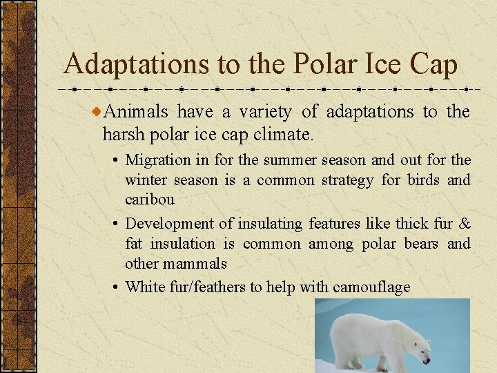 Adaptations to the Polar Ice Cap Animals have a variety of adaptations to the