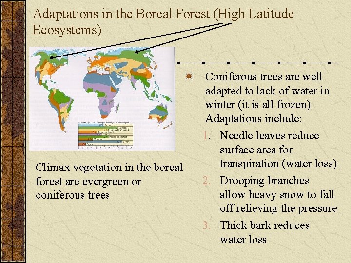 Adaptations in the Boreal Forest (High Latitude Ecosystems) Climax vegetation in the boreal forest