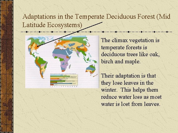 Adaptations in the Temperate Deciduous Forest (Mid Latitude Ecosystems) The climax vegetation is temperate