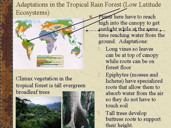 Adaptations in the Tropical Rain Forest (Low Latitude Ecosystems) Climax vegetation in the tropical