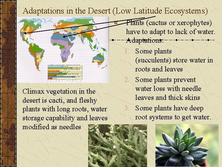 Adaptations in the Desert (Low Latitude Ecosystems) Climax vegetation in the desert is cacti,