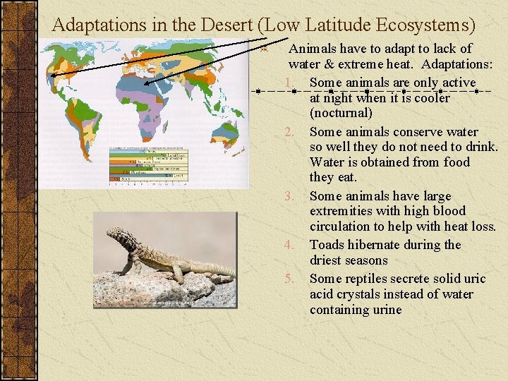 Adaptations in the Desert (Low Latitude Ecosystems) Animals have to adapt to lack of