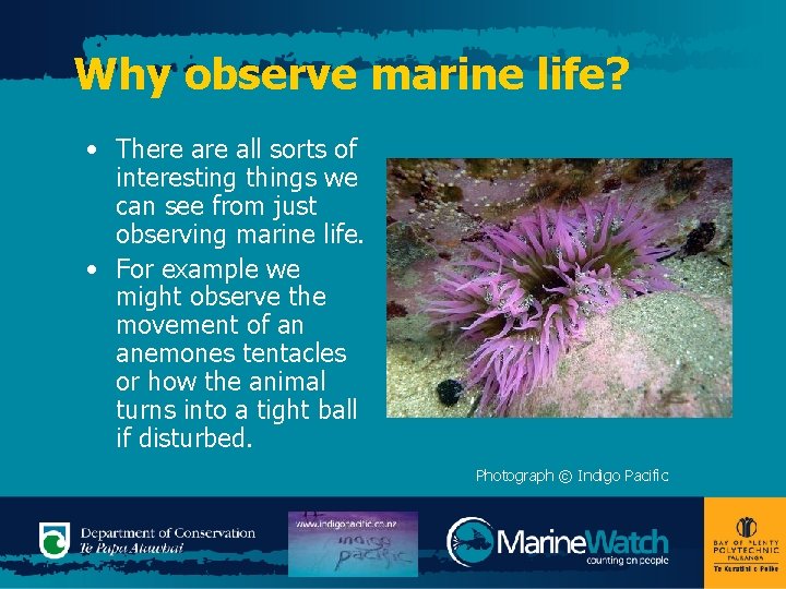 Why observe marine life? • There all sorts of interesting things we can see
