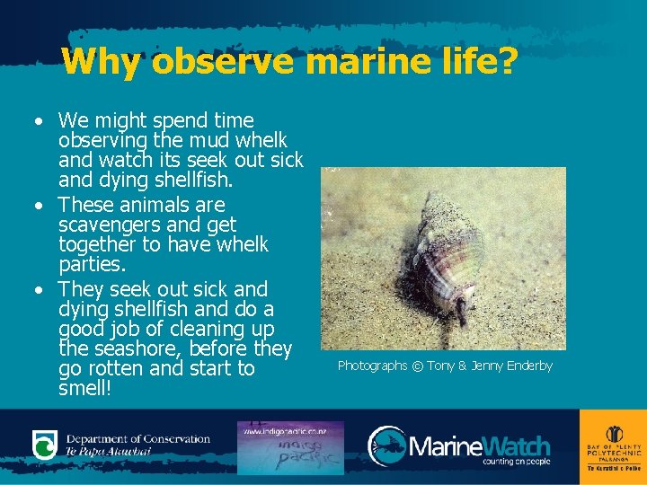 Why observe marine life? • We might spend time observing the mud whelk and