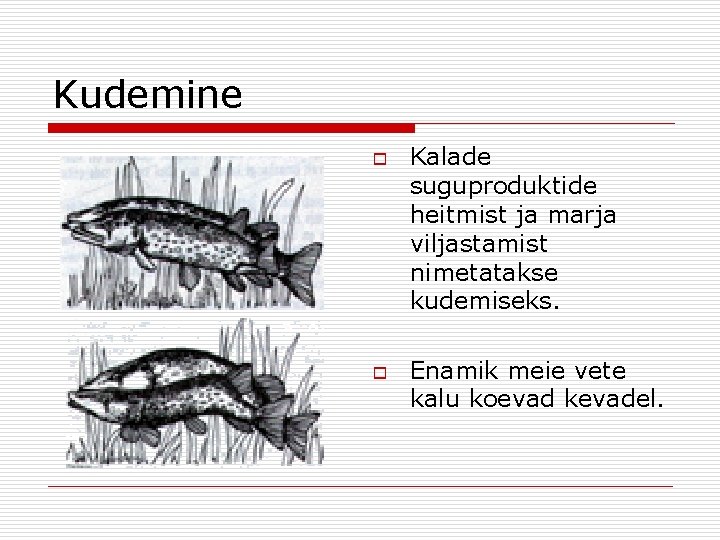 Kudemine o o Kalade suguproduktide heitmist ja marja viljastamist nimetatakse kudemiseks. Enamik meie vete