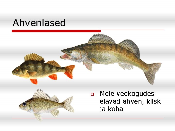 Ahvenlased o Meie veekogudes elavad ahven, kiisk ja koha 