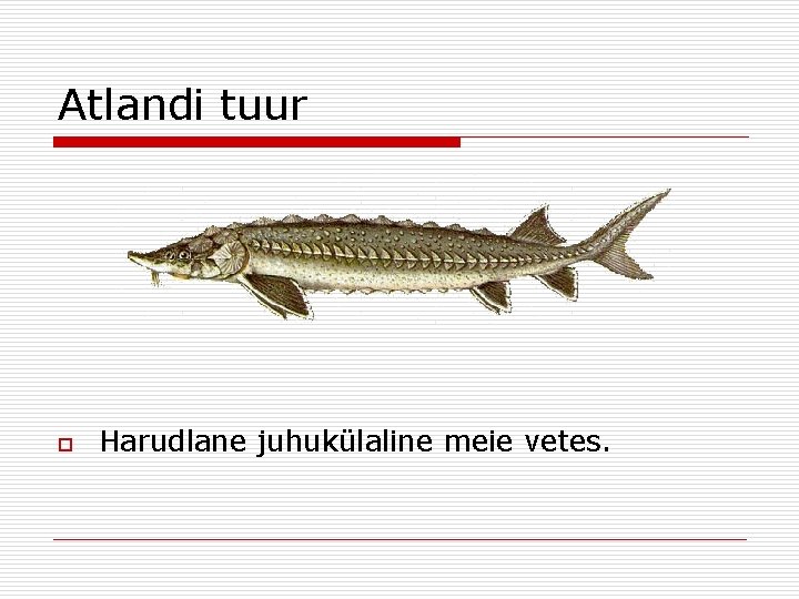 Atlandi tuur o Harudlane juhukülaline meie vetes. 