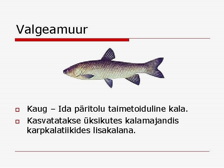 Valgeamuur o o Kaug – Ida päritolu taimetoiduline kala. Kasvatatakse üksikutes kalamajandis karpkalatiikides lisakalana.