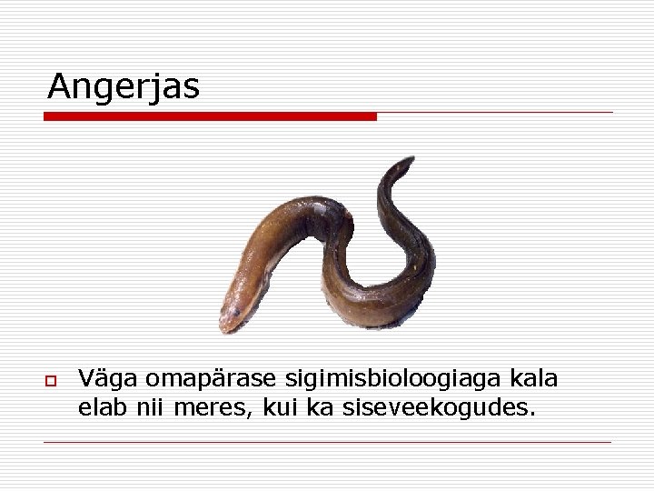 Angerjas o Väga omapärase sigimisbioloogiaga kala elab nii meres, kui ka siseveekogudes. 