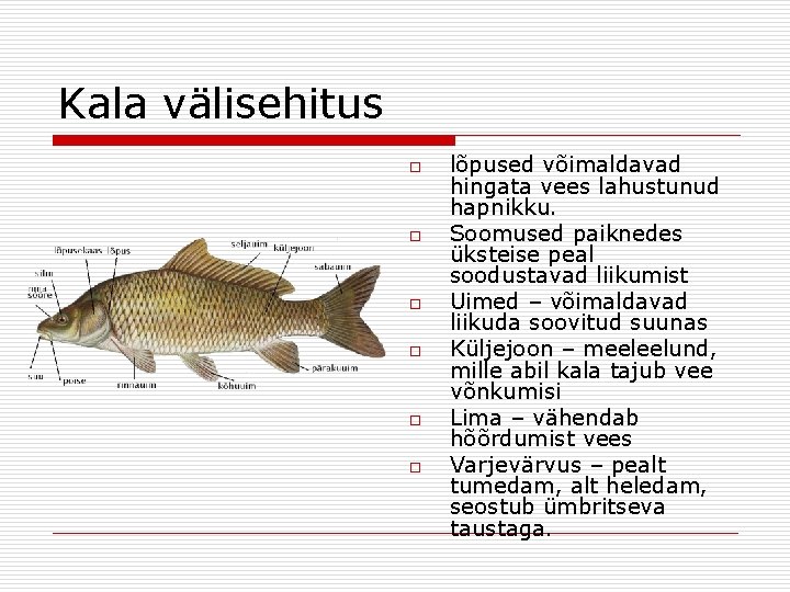 Kala välisehitus o o o lõpused võimaldavad hingata vees lahustunud hapnikku. Soomused paiknedes üksteise