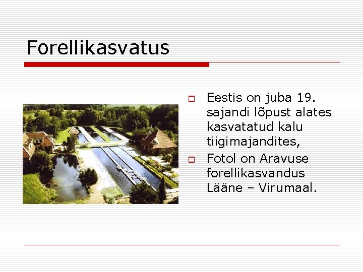Forellikasvatus o o Eestis on juba 19. sajandi lõpust alates kasvatatud kalu tiigimajandites, Fotol