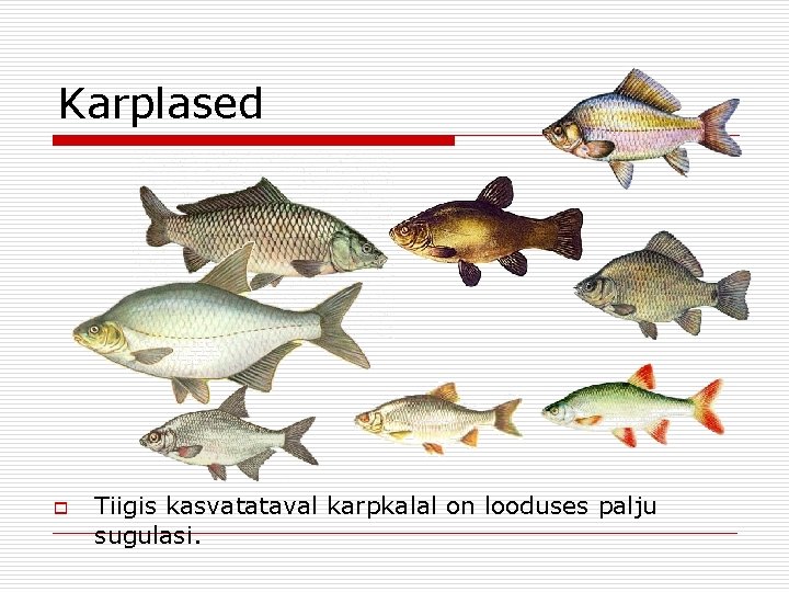 Karplased o Tiigis kasvatataval karpkalal on looduses palju sugulasi. 