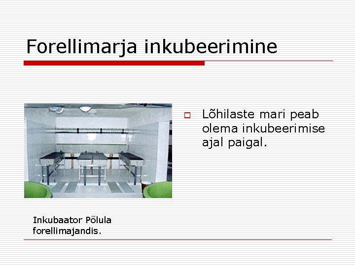 Forellimarja inkubeerimine o Inkubaator Põlula forellimajandis. Lõhilaste mari peab olema inkubeerimise ajal paigal. 