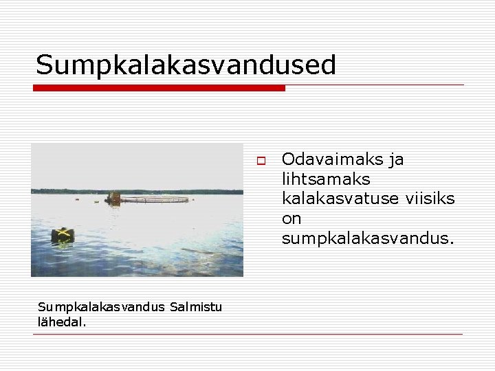 Sumpkalakasvandused o Sumpkalakasvandus Salmistu lähedal. Odavaimaks ja lihtsamaks kalakasvatuse viisiks on sumpkalakasvandus. 